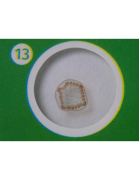 Levenhuk LabZZ P12 Set di vetrini preparati Piante